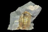 Fossil Calymene Trilobite In Nodule - Morocco #100014-1